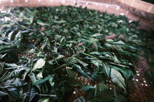 Load image into Gallery viewer, 2023-511 広島藪北手摘み和紅茶(発酵浅い)LOT NO.425 - TEA FACTORY GEN