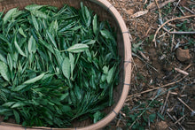 Load image into Gallery viewer, 2023-511 広島藪北手摘み和紅茶(発酵浅い)LOT NO.425 - TEA FACTORY GEN