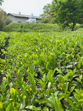 Load image into Gallery viewer, 自然栽培 2024 新茶 広島在来釜炒り茶 2024-522 NO.303 - TEA FACTORY GEN