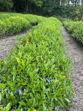 Load image into Gallery viewer, 自然栽培 2024 新茶 広島在来清茶 2024-514 NO.445 - TEA FACTORY GEN