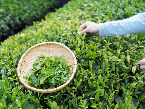50パック限定　2024　春　広島在来手摘み生茶葉（30g） - TEA FACTORY GEN