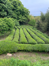 Load image into Gallery viewer, 自然栽培 2024 新茶 広島在来釜炒り茶 2024-522 NO.303 - TEA FACTORY GEN
