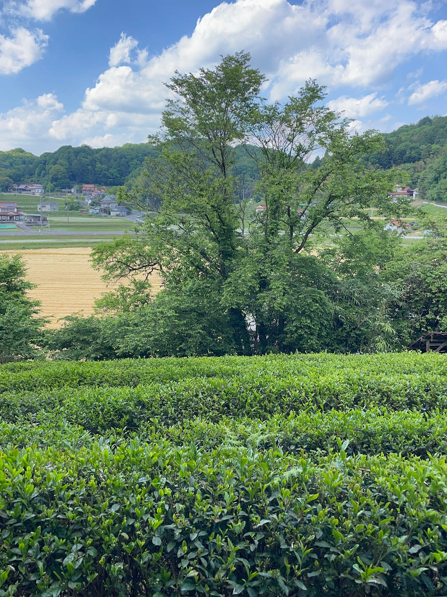 珍しさNo. 1広島在来糀（こおじ）和紅茶 2024-516 – TEA FACTORY GEN