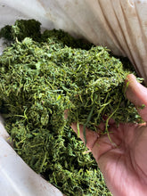 Load image into Gallery viewer, 自然栽培 2024 新茶 広島在来清茶 2024-514 NO.445 - TEA FACTORY GEN