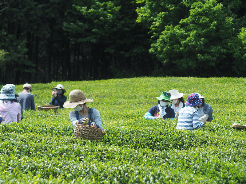 新茶収穫隊2025 参加者募集のお知らせ（5月24日・25日開催）Shincha Harvest Team 2025 – Now Accepting Participants (May 24 & 25)