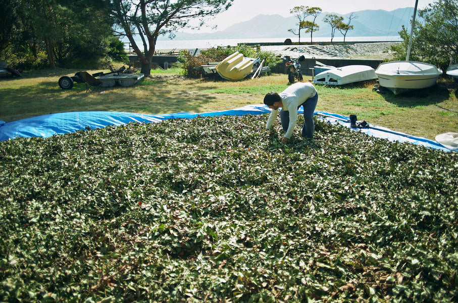 広島在来浜茶が産まれた背景
