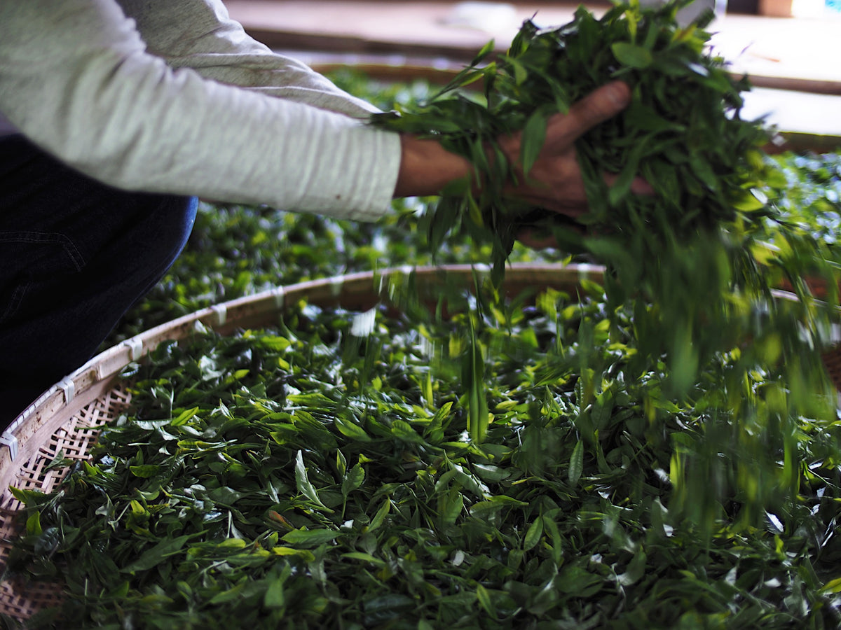 The difference between green tea, oolong tea, and black tea is the degree of fermentation. TEA