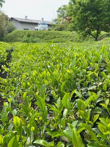 自然栽培 2024 新茶 広島在来釜炒り茶 2024-522 NO.303 - TEA FACTORY GEN