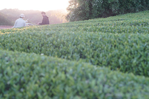 広島在来茶飲み比べセット（清茶・和紅茶・浜茶）