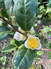Load image into Gallery viewer, 茶花茶・広島在来浜茶・広島在来番茶（TEA BAGセット）
