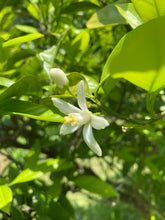 Load image into Gallery viewer, かんきつ花煎茶（尾道産無農薬柑橘使用） - TEA FACTORY GEN
